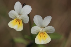 AKV_0492_02