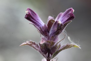 APH_8229_69