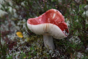 APR_7133_01