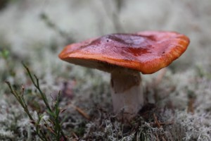 APR_7131_06