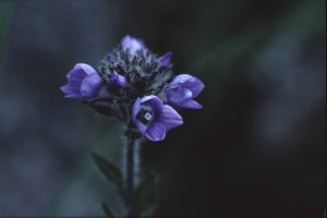 AFsp_22:7:01_38