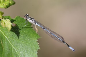 AWJ_6047_03