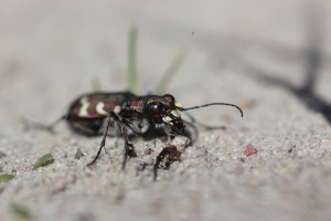 BZK_4805_96