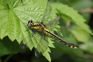 BKB_5895_07