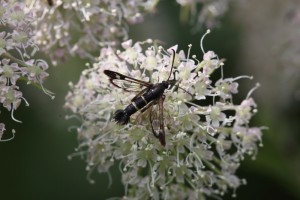BGV_8865_21