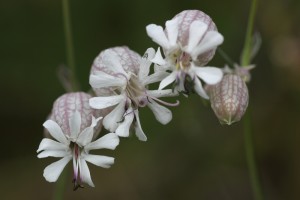 BSE_1441_04