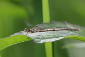 BSJ_6032_05