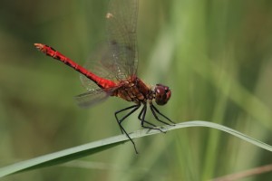 BHL_9635_06