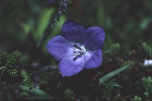 BBL_29:7:01_19