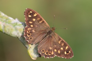 BZO_1480_02