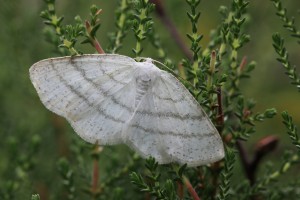 CSS_0308_06