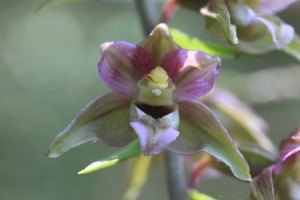 BWO_8892_07