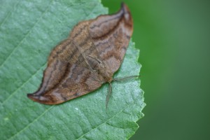 BES_7057_02