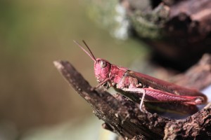 BSH_0069_04