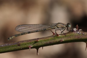 BWJ_5388_01