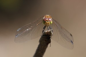 BRL_8555_05