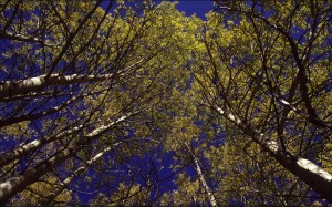 LDS_26:9:03_37