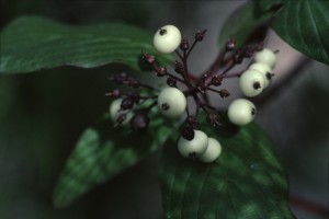 CSB_25:8:03_03