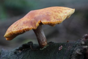 DVH_4218_04