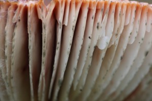 DIV_3410_23
