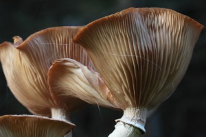 EHZ_0668_23