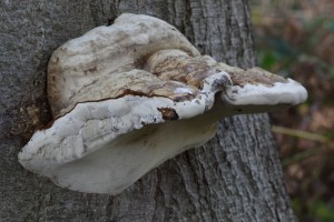 EHZ_0668_23