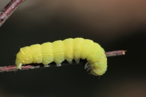EKU_5990_03