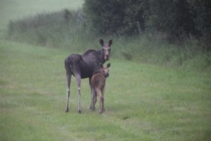ELD_3865_06