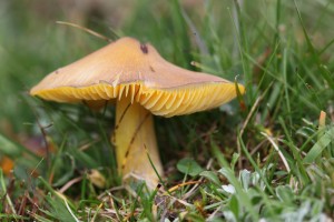 GRZ_6691_04