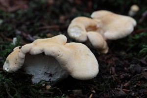 GKZ_3148_20