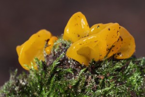 GLT_4116_02