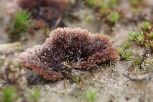 FJZ_0844_01