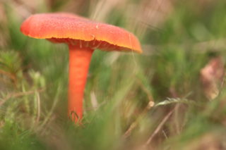 GVZ_2858_02