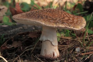 GWA_2484_03