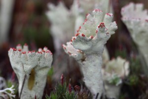 GBM_8563_12