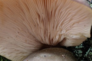 GNP_4178_20
