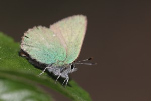 GT_6503_02