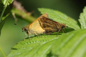 GDK_7309_03