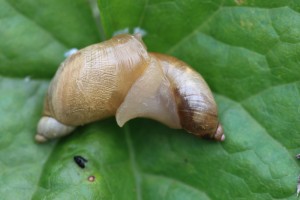 GBSS_7680_02