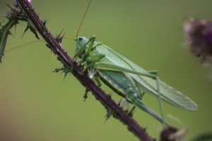 GGS_8687_07