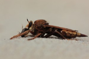 HNV_2029_03