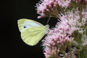 KGW_9969_01