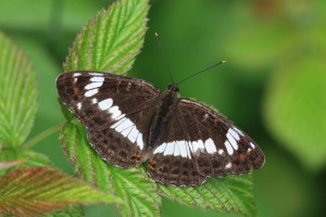 KIV_7986_06