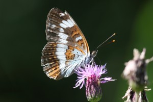 KIV_8469_03