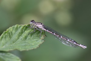 LTT_6296_04