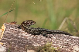 LBH_0836_19