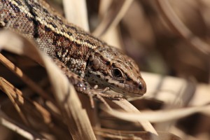 LBH_4343_02