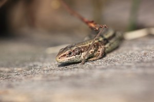 LBH_5085_10