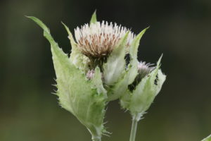 MDT_8718_03