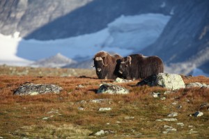 MKO_0115_03